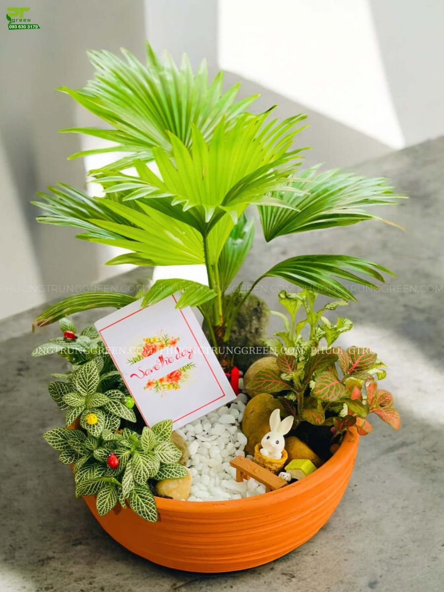 Cây Cọ ta - Ảnh 4