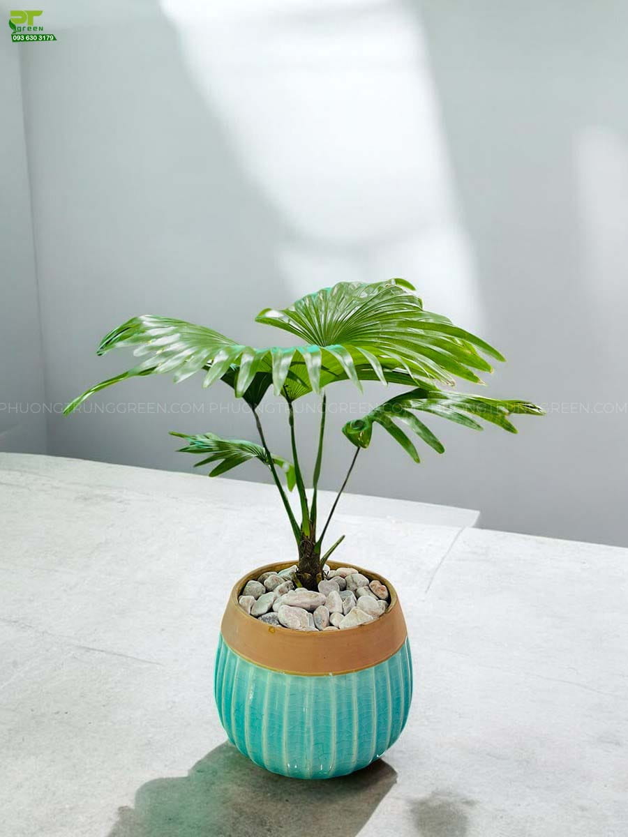Cây Cọ ta - Ảnh 5