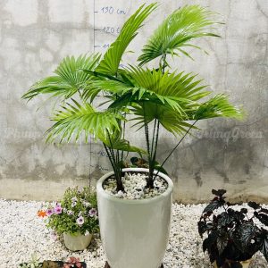 Cây Cọ ta
