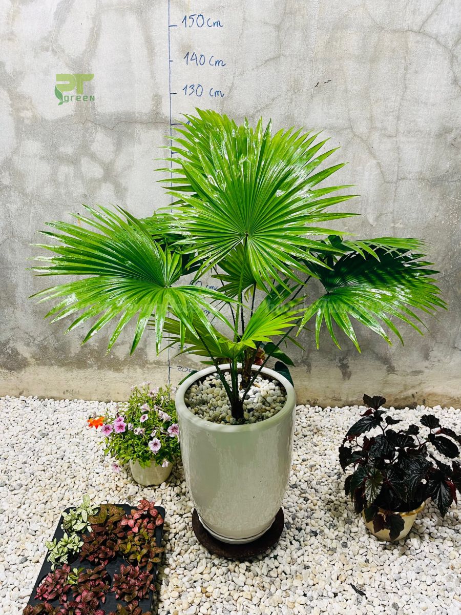Cây Cọ ta - Ảnh 6
