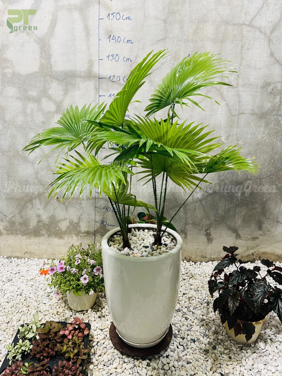 Cây Cọ ta