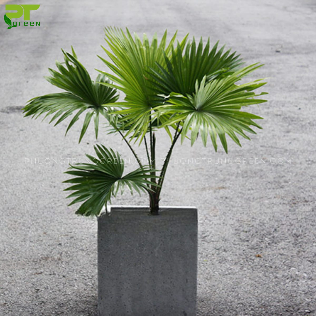Cây Cọ ta - Ảnh 2