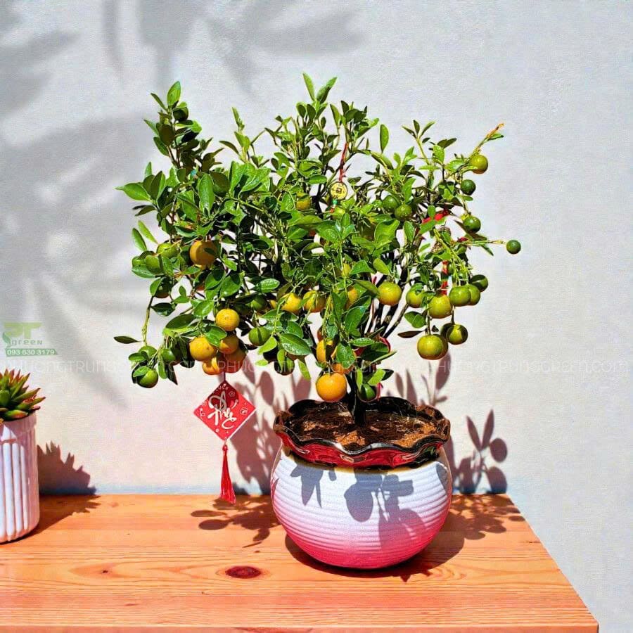 Cây quất để bàn trưng Tết - Ảnh 4