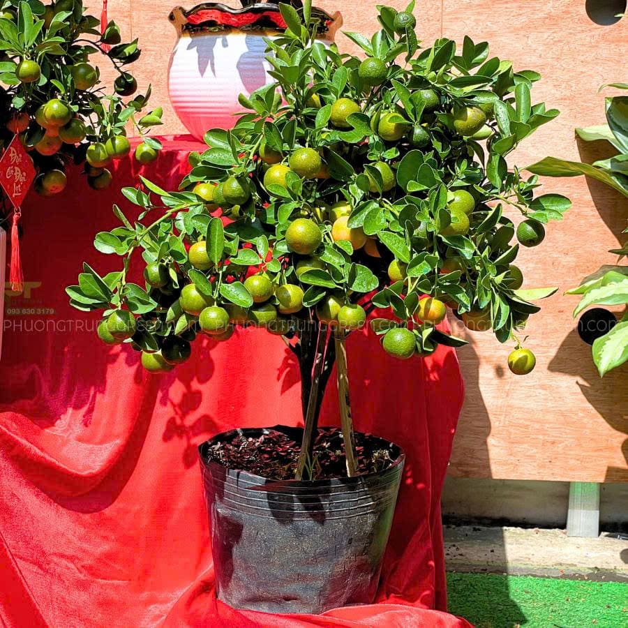 Cây quất để bàn trưng Tết - Ảnh 3
