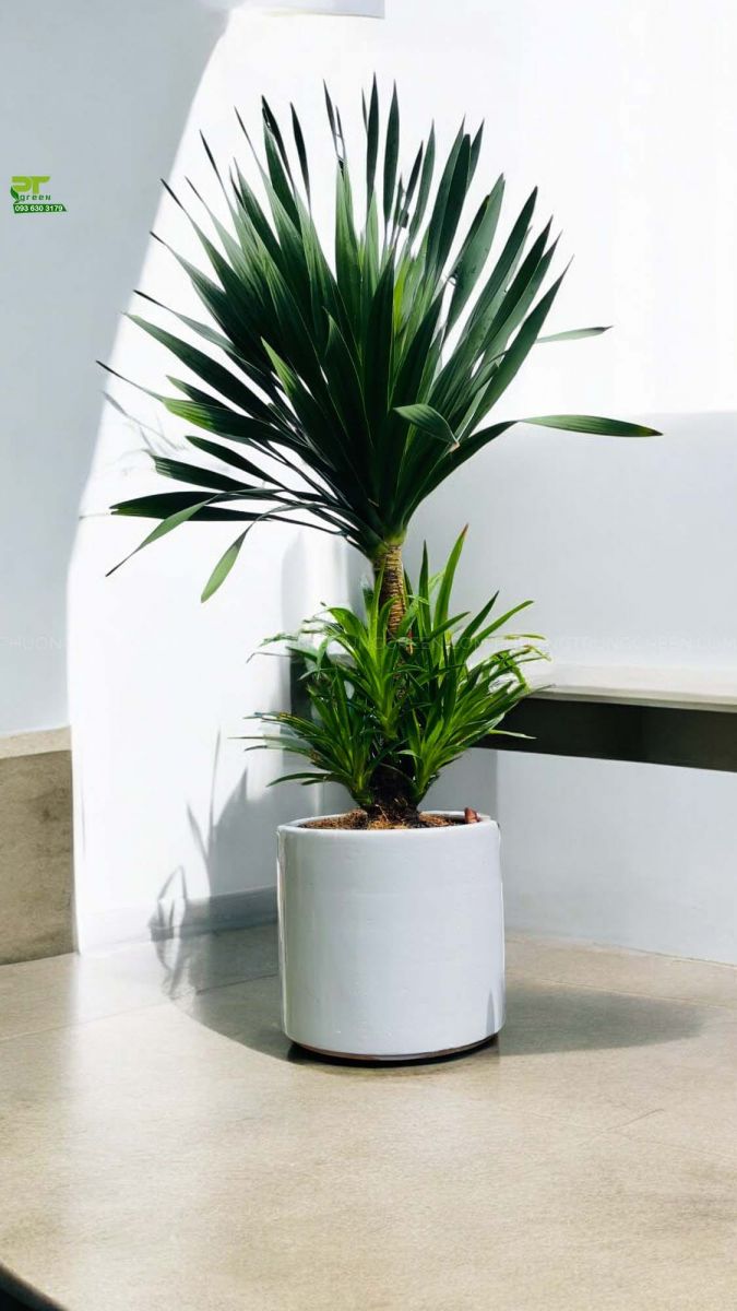 Cây Phát tài núi - Ảnh 2