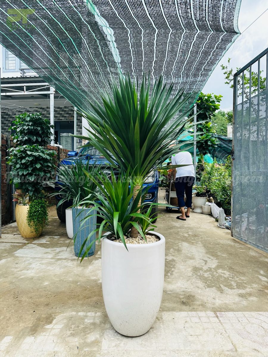 Cây Phát tài núi - Ảnh 3
