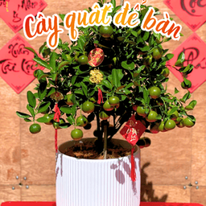 Cây quất để bàn trưng Tết
