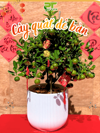 Cây quất để bàn trưng Tết