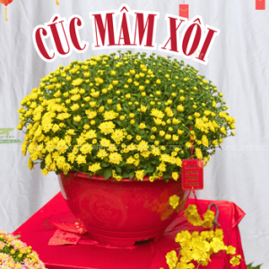 CÚC MÂM XÔI
