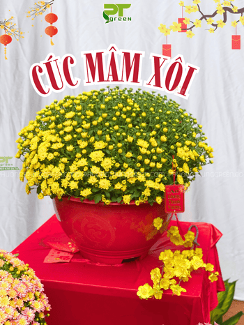 CÚC MÂM XÔI